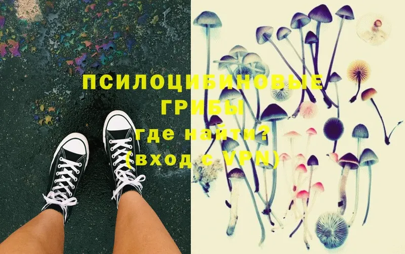 купить наркоту  Солигалич  Псилоцибиновые грибы Psilocybe 